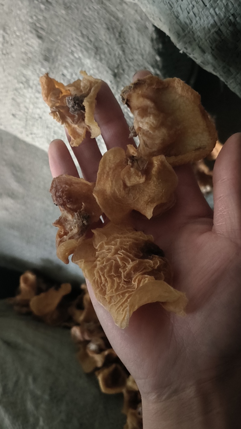 羊肚耳沙耳产地直发