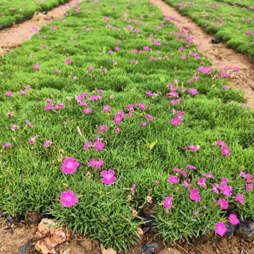 欧石竹，园林绿化，花海景观，庭院栽植，