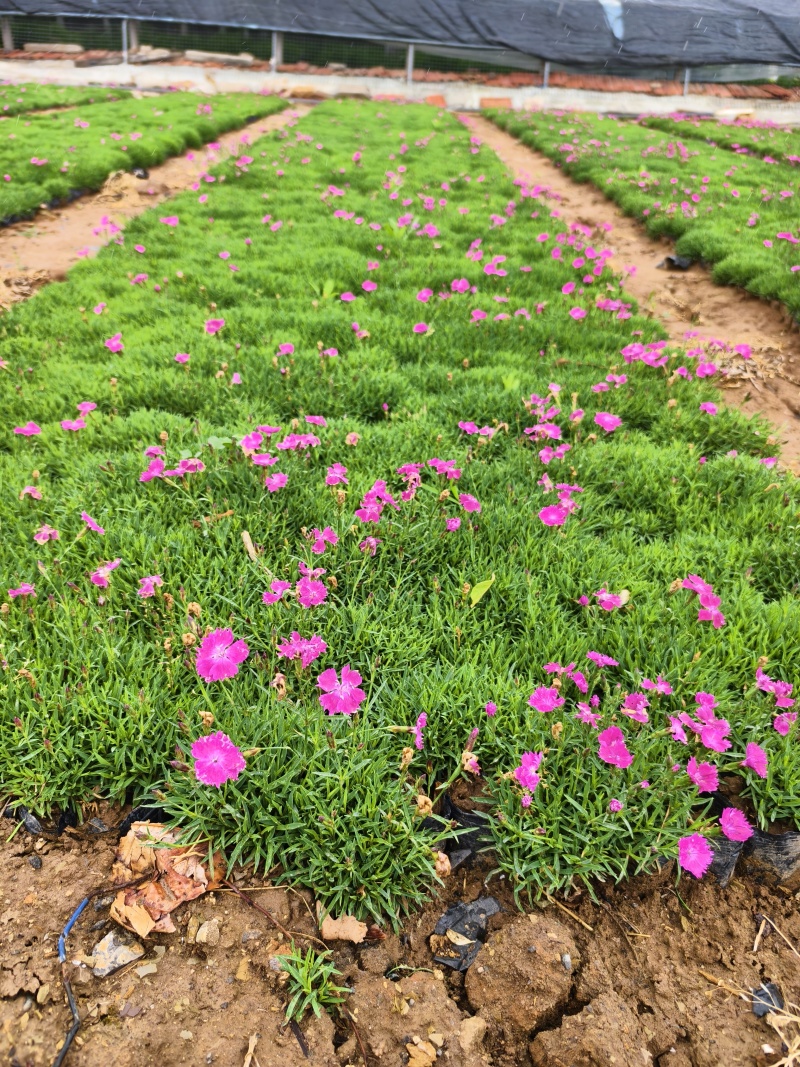 欧石竹，园林绿化，花海景观，庭院栽植，