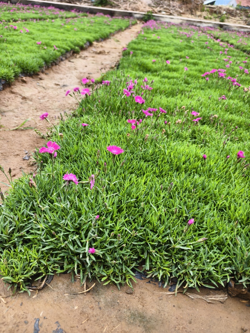 欧石竹，园林绿化，花海景观，庭院栽植，