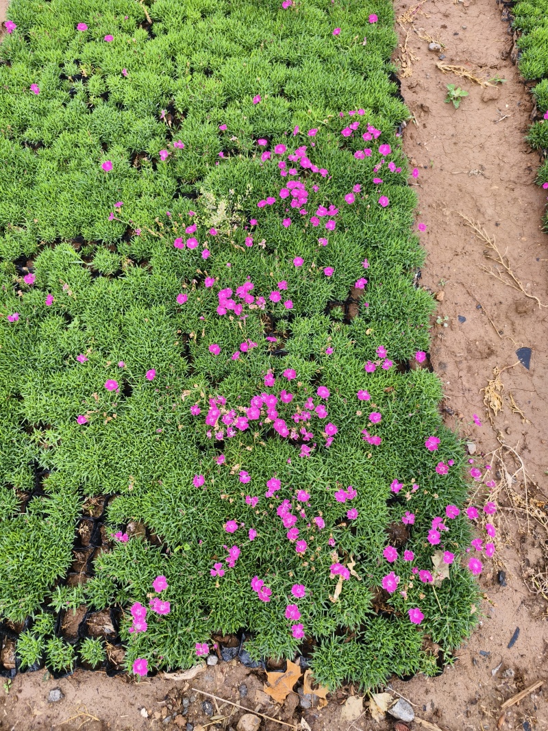 欧石竹，园林绿化，花海景观，庭院栽植，