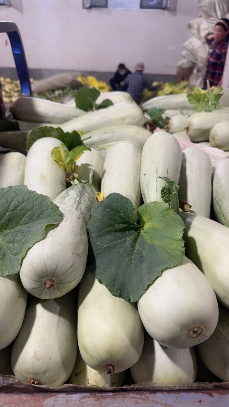 羊角密【热卖中】脆，甜，个头一斤左右，对接电商，市场，超市