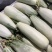 羊角密【热卖中】脆，甜，个头一斤左右，对接电商，市场，超市