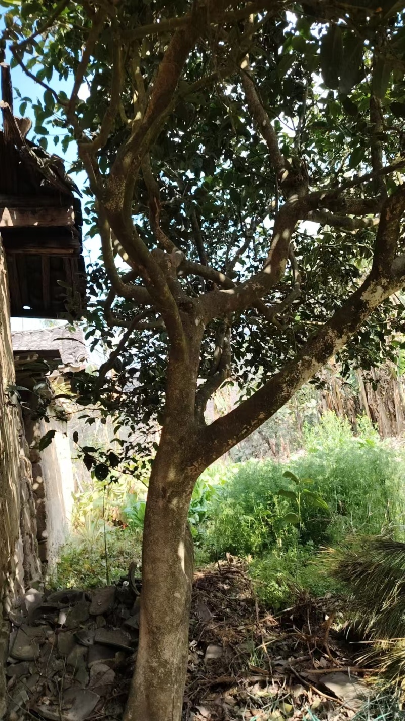 普洱茶古树，可压饼，龙珠，散茶