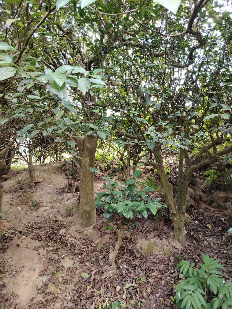 普洱茶古树，可压饼，龙珠，散茶