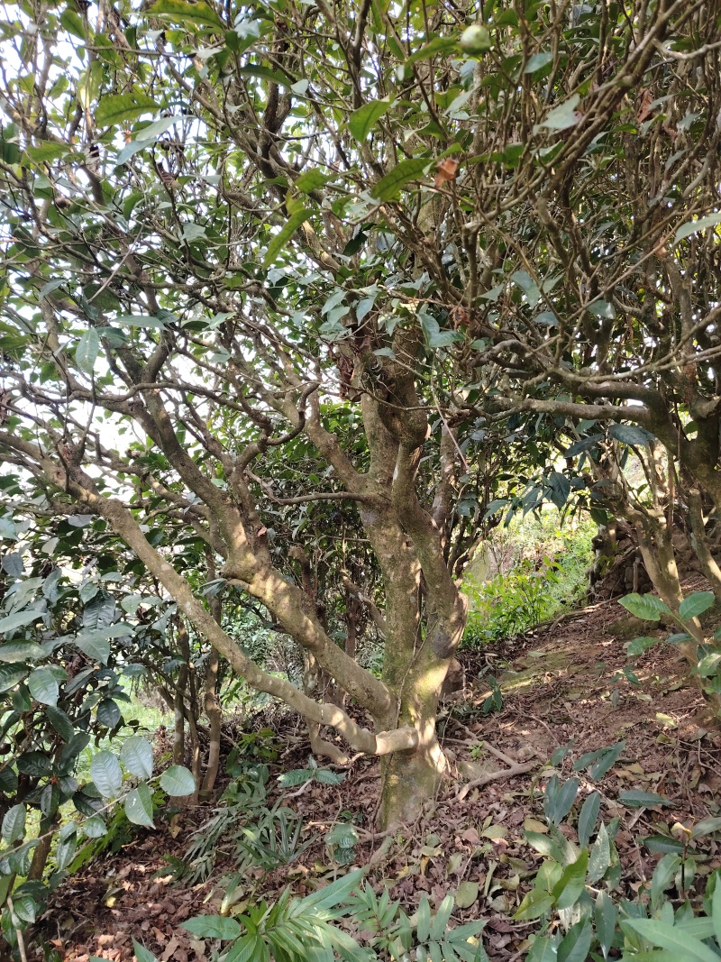 普洱茶古树，可压饼，龙珠，散茶