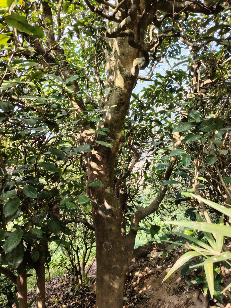 普洱茶古树，可压饼，龙珠，散茶