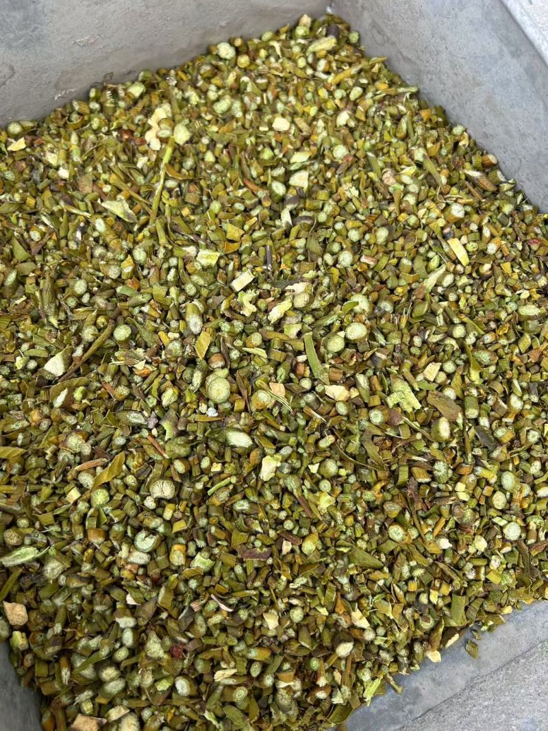 寄生槲寄生批发各种规格寄生质量保证量大从优