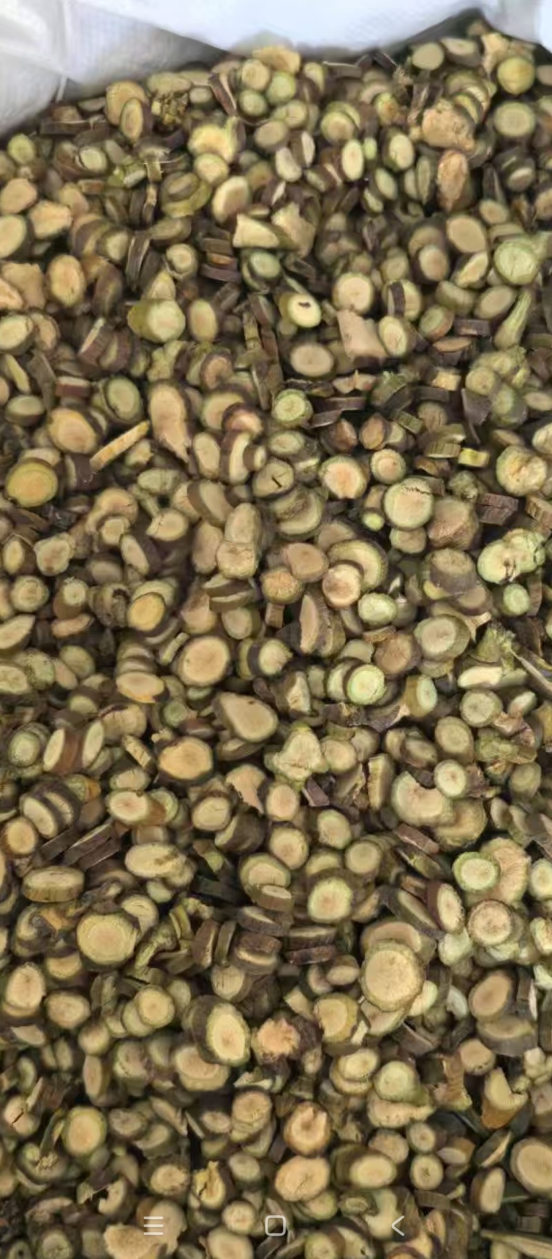 寄生槲寄生批发各种规格寄生质量保证量大从优