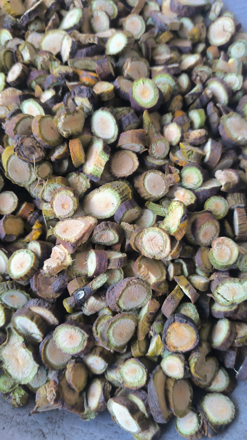 寄生槲寄生批发各种规格寄生质量保证量大从优