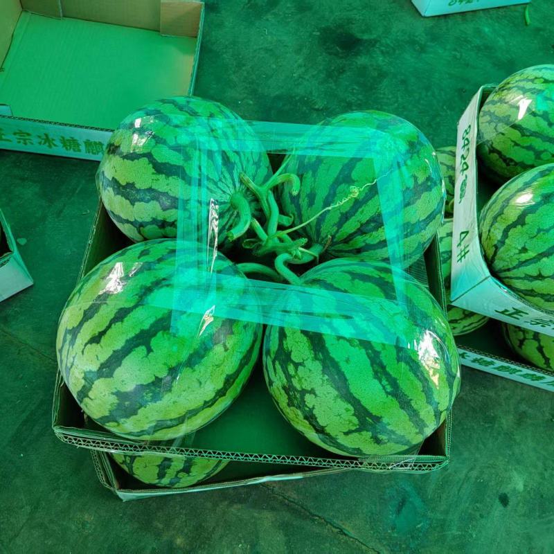 湖南一手货源美都西瓜对接全国市场，量大从优，欢迎采购
