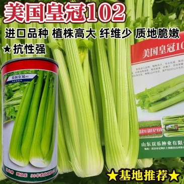 美国皇冠102西芹种子进口皇后西芹种籽纤维少脆嫩特大颗