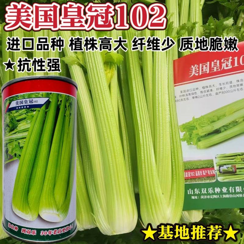 美国皇冠102西芹种子进口皇后西芹种籽纤维少脆嫩特大颗