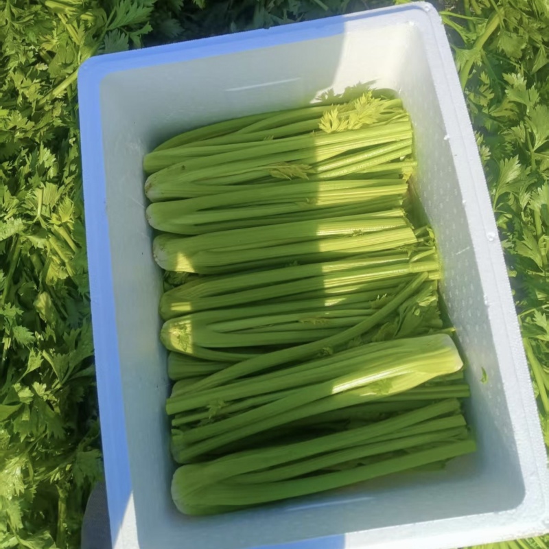 美国皇冠102西芹种子进口皇后西芹种籽纤维少脆嫩特大颗
