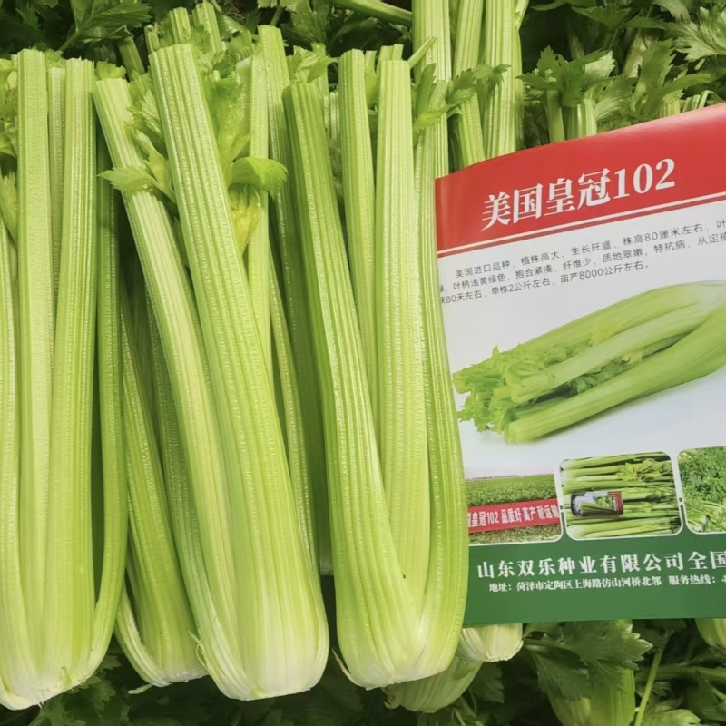 美国皇冠102西芹种子进口皇后西芹种籽纤维少脆嫩特大颗