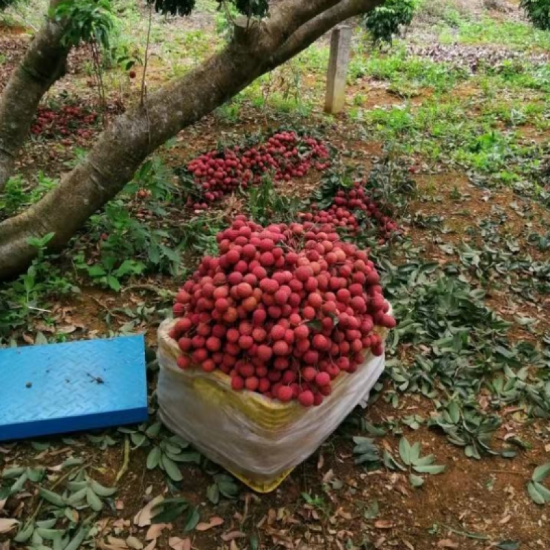 精品荔枝大量上市产地直发价格优惠品质保证欢迎来电