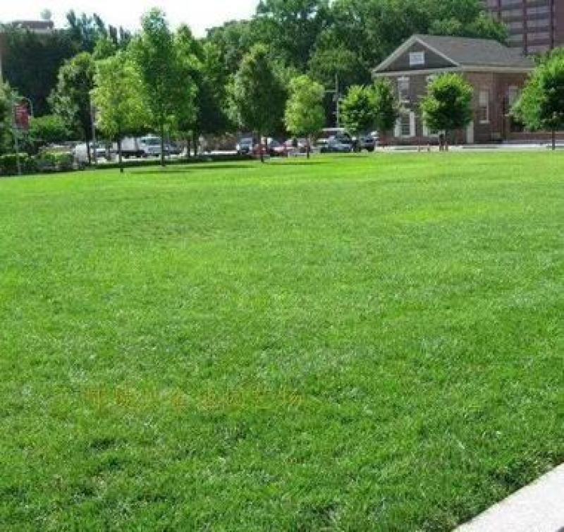 紫羊茅草籽耐寒耐旱耐践踏护坡固土绿化草坪庭院