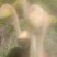 红微菜做工精质的高山野生干薇菜