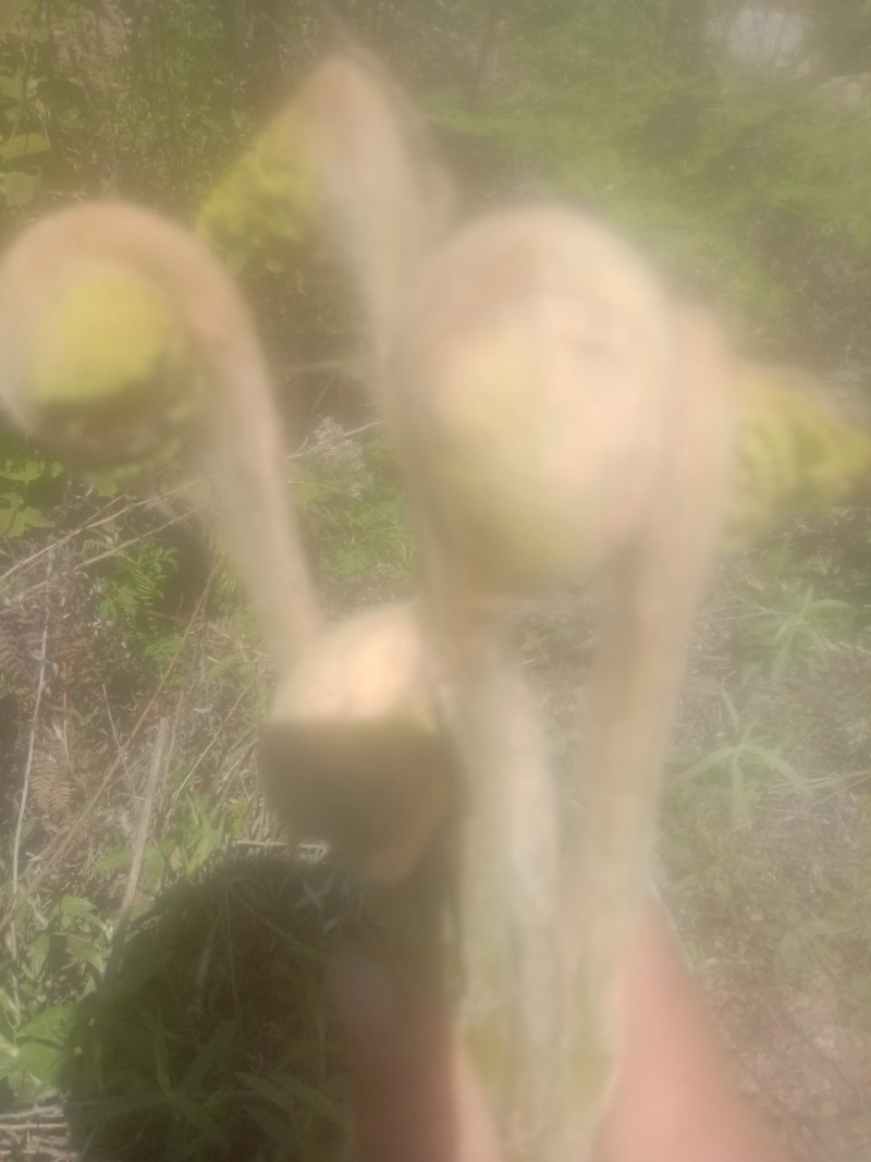 红微菜做工精质的高山野生干薇菜
