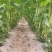 ，I四川省成都市红花白夹四季豆鲜货质量无斑点无虫1通货