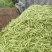 ，I四川省成都市红花白夹四季豆鲜货质量无斑点无虫1通货