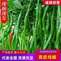 精品青皮线椒产地直发质量保证提供各种打包服务代发全国