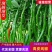 精品青皮线椒产地直发质量保证提供各种打包服务代发全国