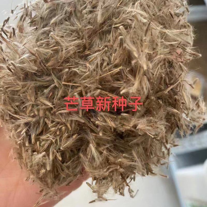 护坡牧草芒草种子四季种南方北方种植野护坡绿化