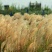 护坡牧草芒草种子四季种南方北方种植野护坡绿化