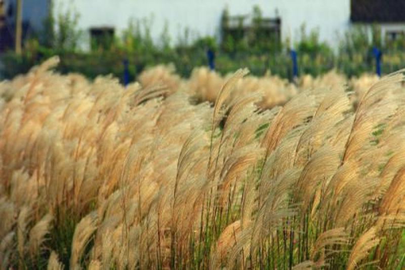 护坡牧草芒草种子四季种南方北方种植野护坡绿化