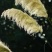 护坡牧草芒草种子四季种南方北方种植野护坡绿化