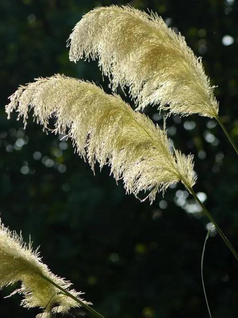 护坡牧草芒草种子四季种南方北方种植野护坡绿化