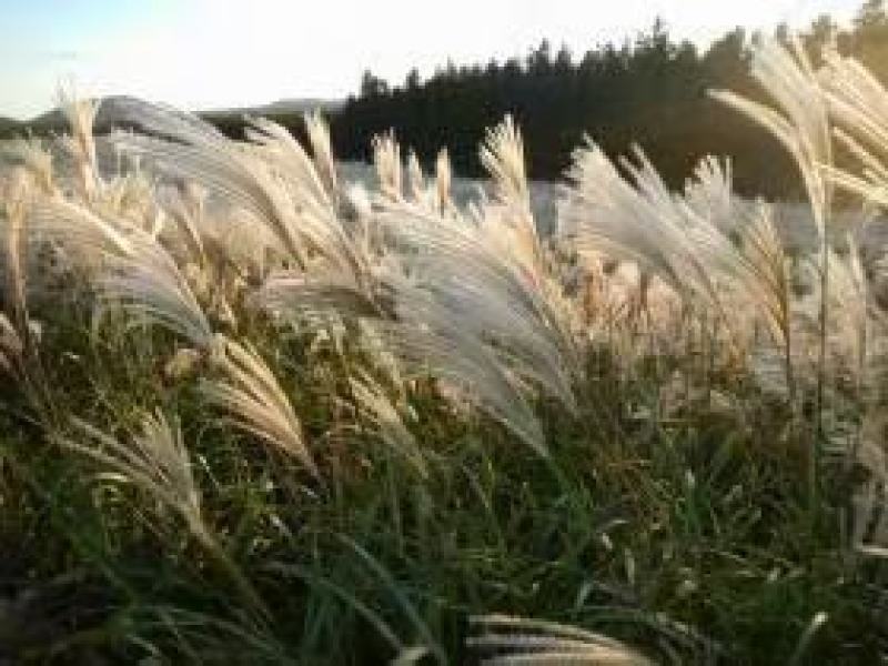 护坡牧草芒草种子四季种南方北方种植野护坡绿化