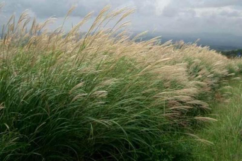 护坡牧草芒草种子四季种南方北方种植野护坡绿化