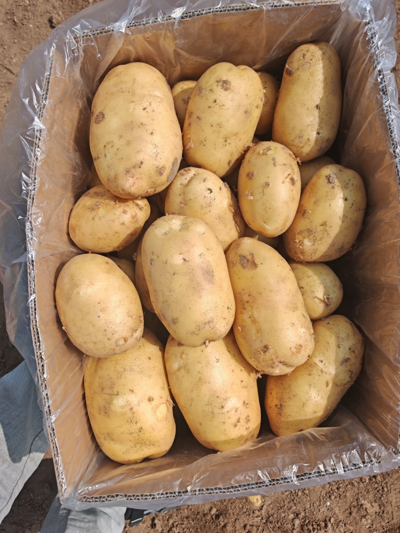 河南土豆千亩基地适合商超，市场，加工厂都可以！！！！