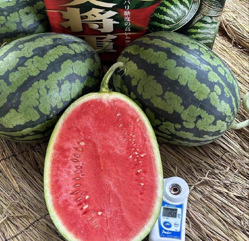 【推荐】陕西甘美西瓜甘美4k西瓜代办包熟包甜耐运输