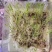宽叶草种子耐旱耐高温绿化草种工程绿化护坡固土保水