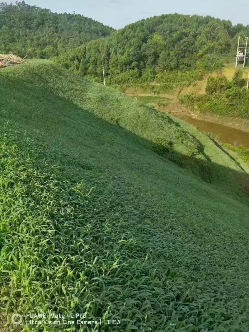 宽叶草种子耐旱耐高温绿化草种工程绿化护坡固土保水