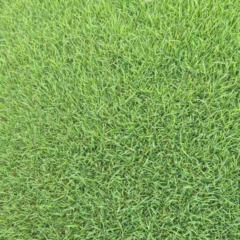 剪股颖草坪