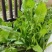 菊苣优质牧草多年生兔子草籽，养殖猪牛鱼鸡鸭鹅**牧草