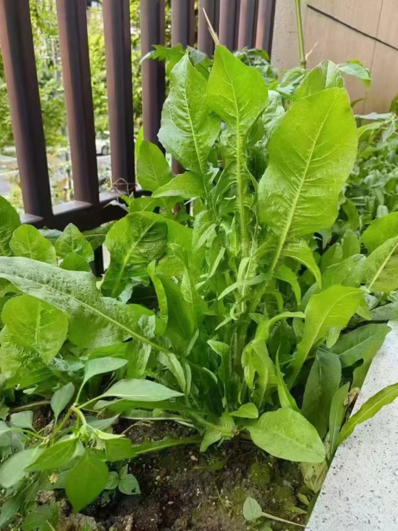 菊苣优质牧草多年生兔子草籽，养殖猪牛鱼鸡鸭鹅**牧草