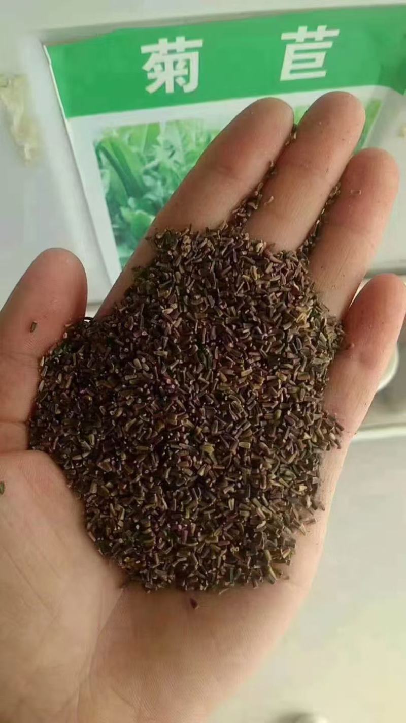 菊苣优质牧草多年生兔子草籽，养殖猪牛鱼鸡鸭鹅**牧草