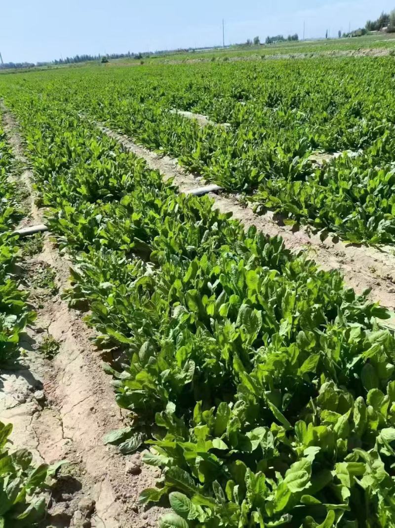 菊苣优质牧草多年生兔子草籽，养殖猪牛鱼鸡鸭鹅**牧草