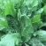 菊苣优质牧草多年生兔子草籽，养殖猪牛鱼鸡鸭鹅**牧草