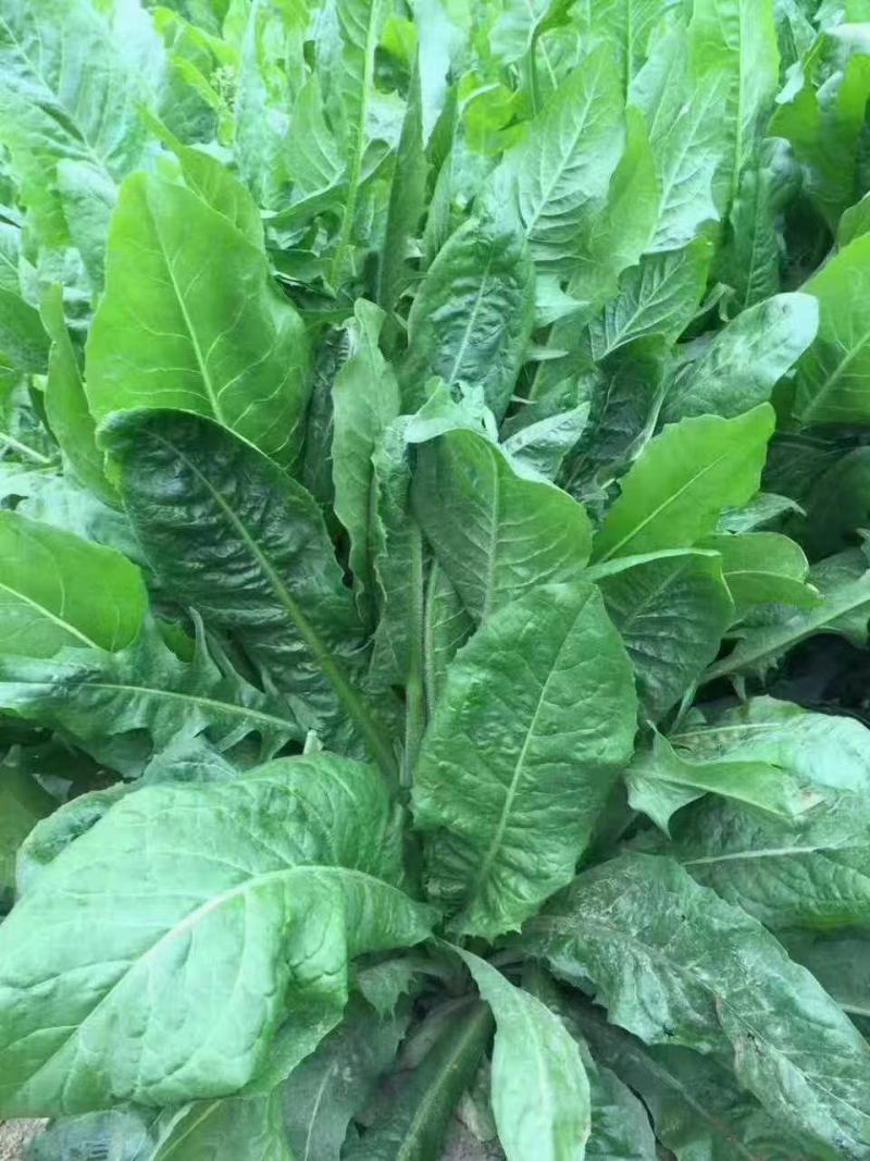 菊苣优质牧草多年生兔子草籽，养殖猪牛鱼鸡鸭鹅**牧草