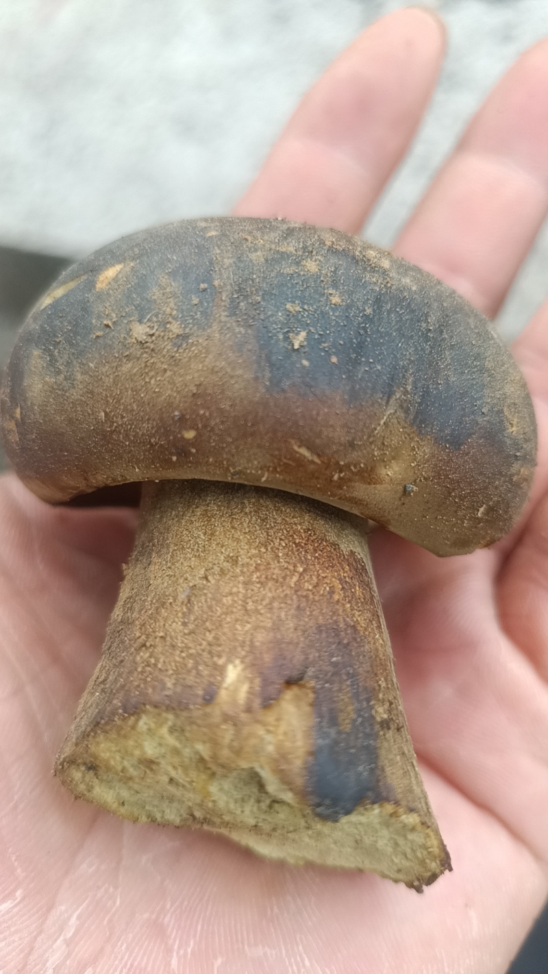 纯野生黑牛肝菌，假一赔十