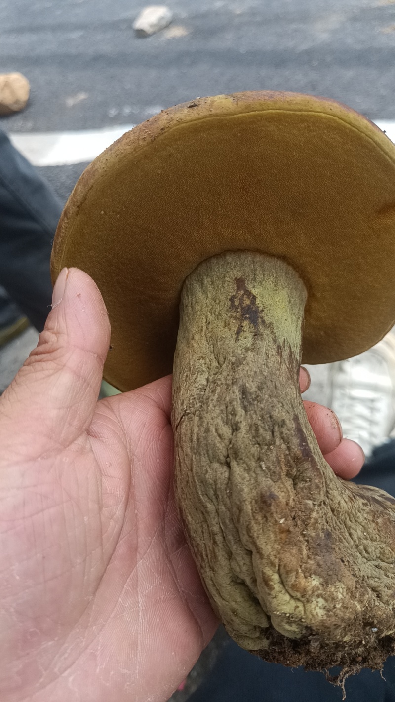 纯野生黑牛肝菌，假一赔十