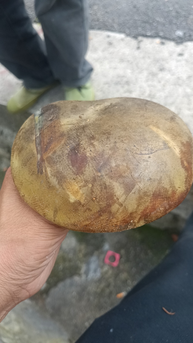 纯野生黑牛肝菌，假一赔十