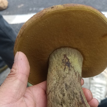纯野生黑牛肝菌，假一赔十