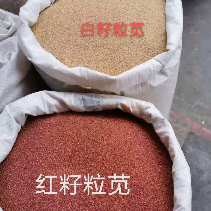 高蛋白营养丰富优质牧草种子高产美国籽粒苋草